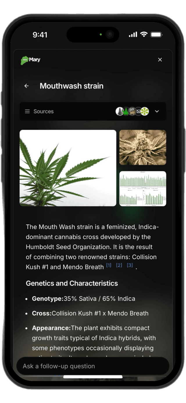 Mary App Answer Engine showing detailed strain information with citations and sources